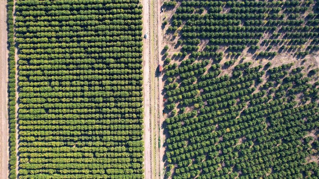 Bu portakal kan ağlıyor: Kilosu 12 TL! Yurt dışından yoğun talep görüyor 12